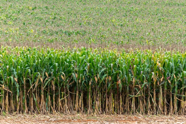 Corn plantation ready for harvest