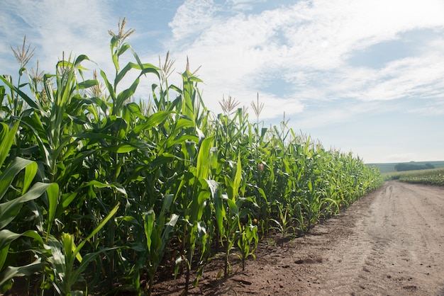 Corn plantation on a sunny morning