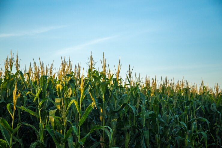 Photo corn plantation