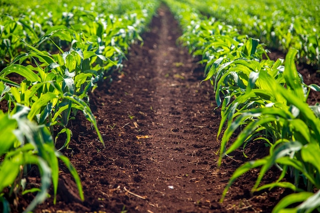 Photo corn plantation