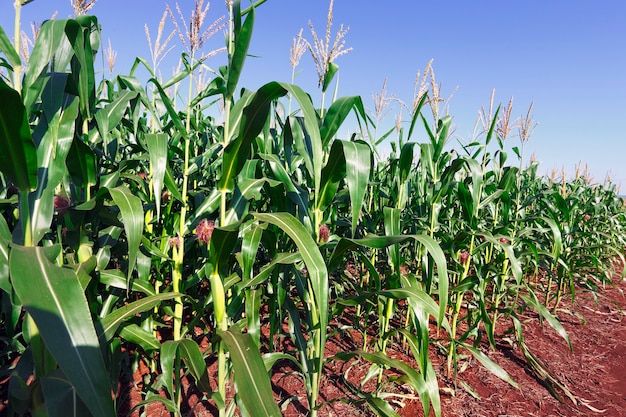 Photo corn plantation