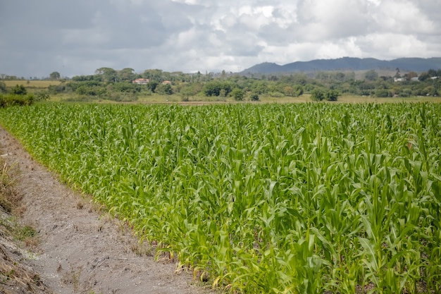 Corn planting on farm with beautiful nature landscape