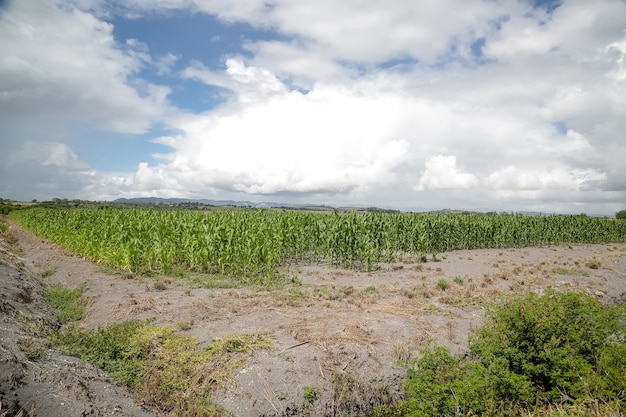 美しい自然景観のある農場でのトウモロコシの植え付け