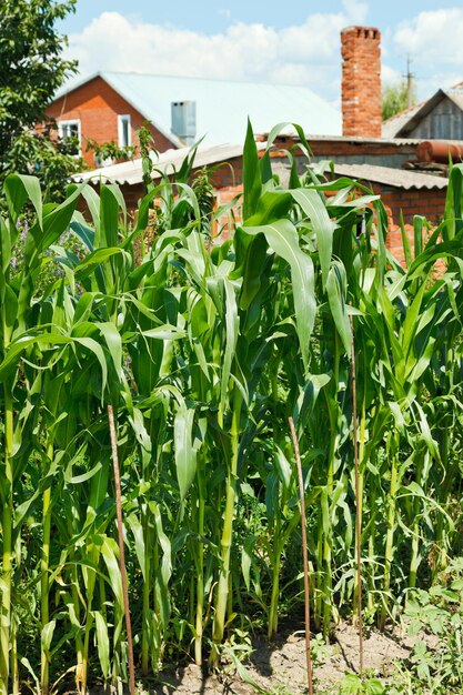 Corn planting in garden in village backyard