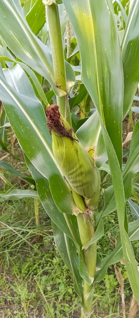 Corn plants are paddy fields