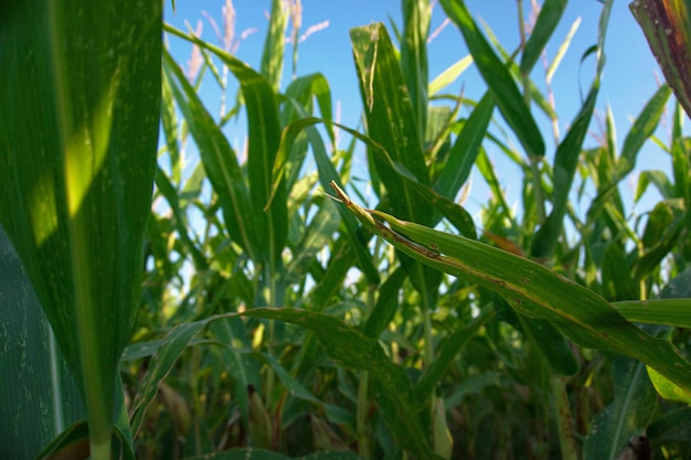 Photo corn plants in a cornfield closeup against a blue summer sky