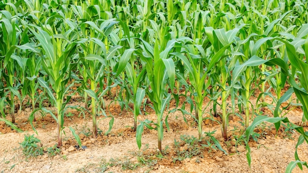 Corn plants in the vegetable garden.