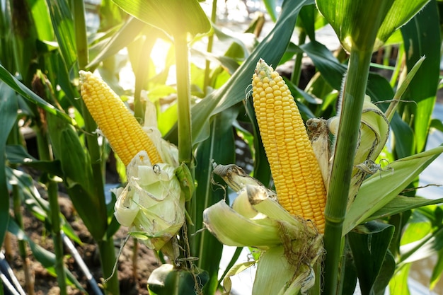 corn pods from a tree. Concept is a plant that is rich in food nutrition.