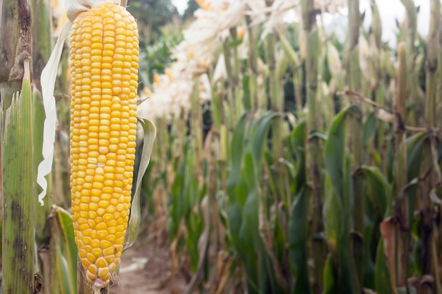 Corn pods klaar voor de oogst.