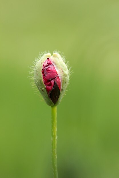 ヒナゲシの花のつぼみ