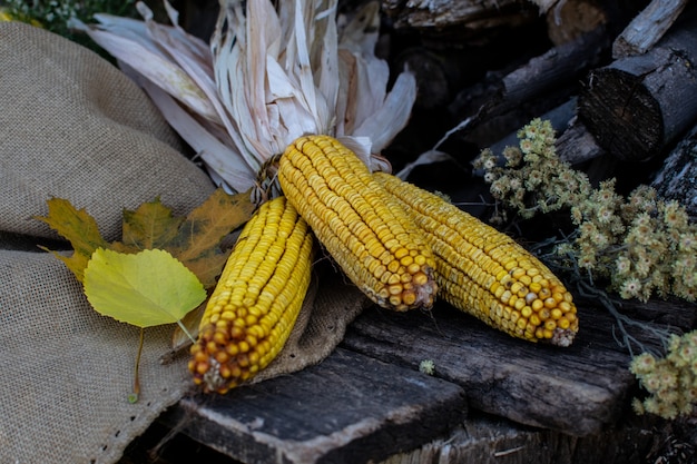 Corn and pumpkins, autumn harvest
