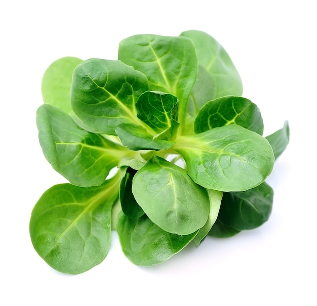 Corn salad, lamb's lettuce isolated on white