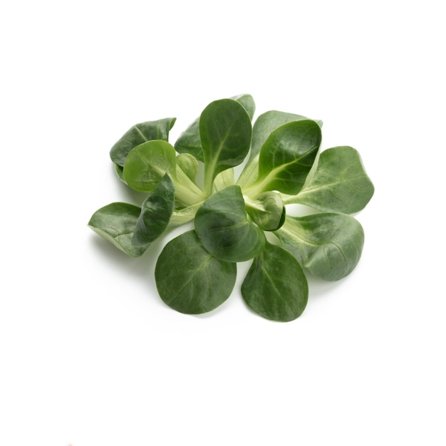 Corn Salad Leaves isolated on white background