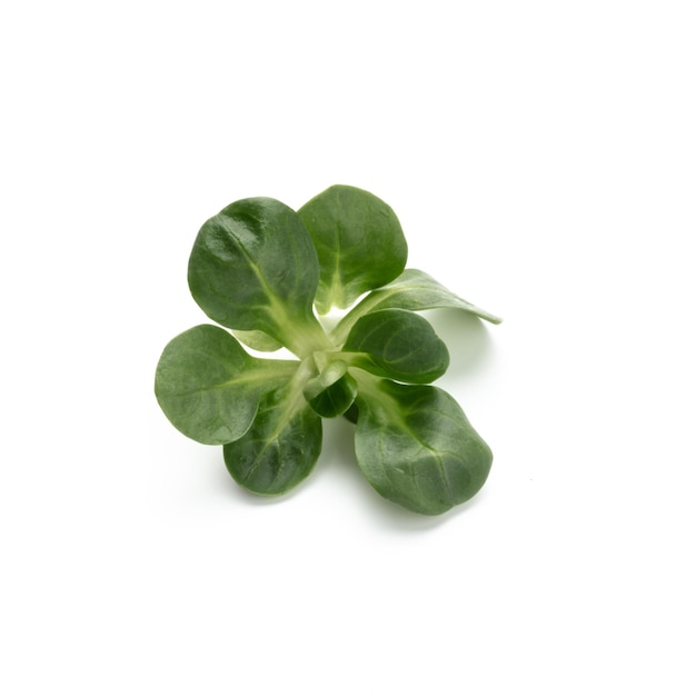 Corn Salad Leaves isolated on white background