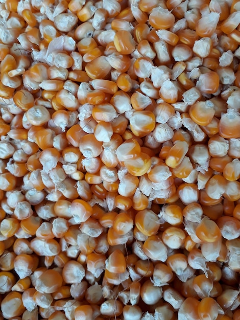 Corn seed