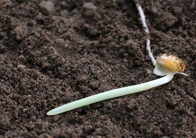 Corn seedling on fertile soil