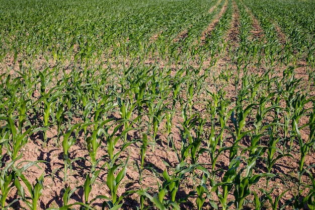 Corn seedlings in an agricultural field