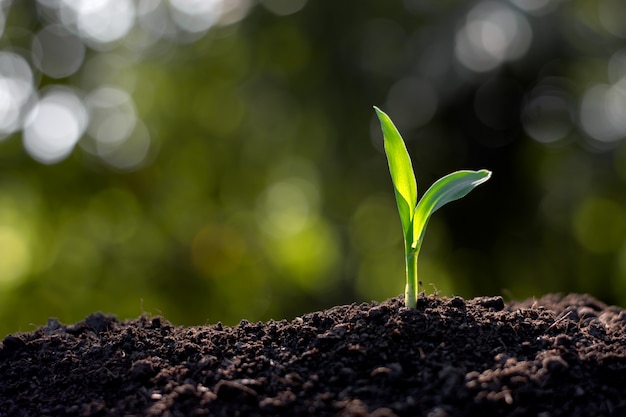 Corn seedlings are growing from the soil.