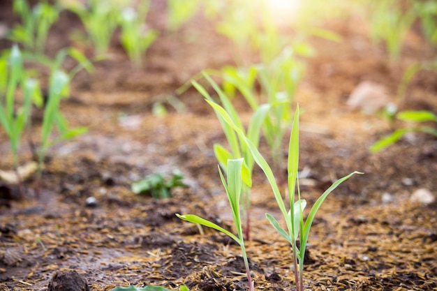 Corn seedlings are growing