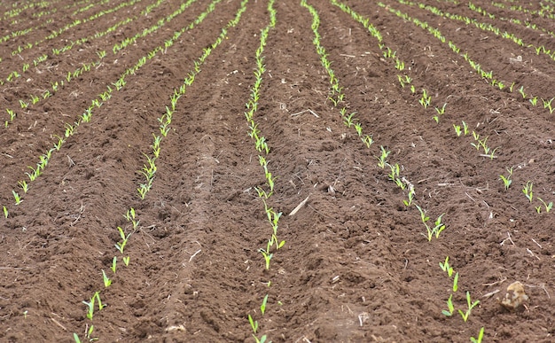 Corn seedlings at corn field in thailand