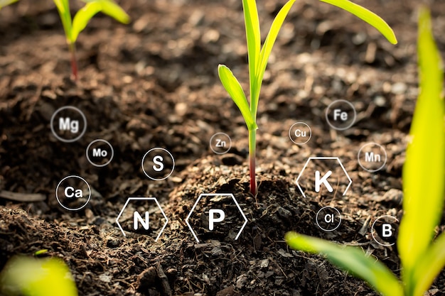 사진 옥수수 묘목은 비옥 한 땅에서 자라며 작물에 적합한 토양의 미네랄에 대한 기술 아이콘을 가지고 있습니다.