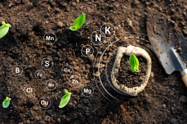 Corn seedlings grow from fertile ground and have technology icons about minerals in the soil suitable for crops.