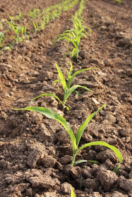 Corn seedlings