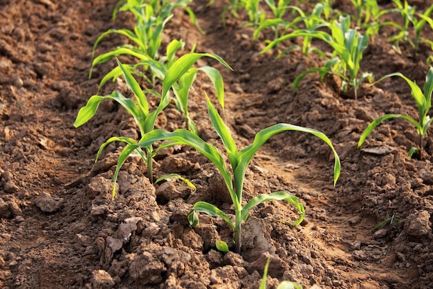 Corn seedlings