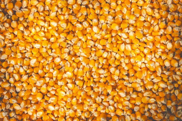 Photo corn seeds are dried in the sun. suitable for background articles on agriculture.