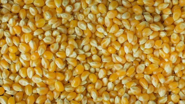 corn seeds close up background image.