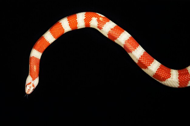 Photo corn snake on black background