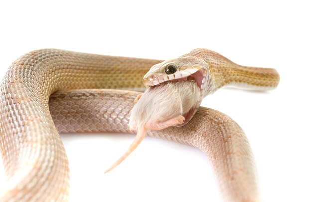 corn snake eating mouse