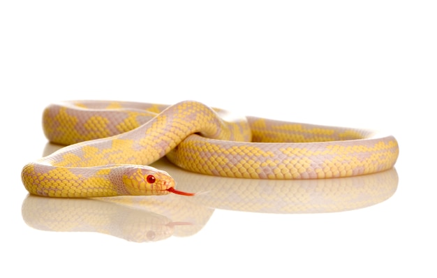 Corn Snake - Elaphe guttata in front on a white isolated