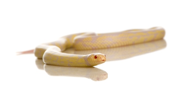 Corn Snake - Elaphe guttata in front on a white isolated