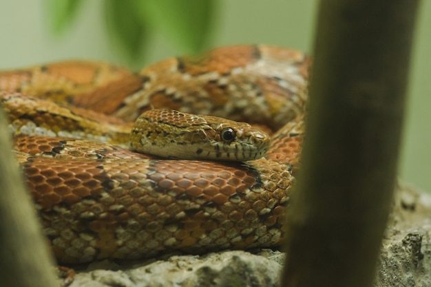 岩の上のトウモロコシのヘビは美しい色を上げるために人気があったヘビです