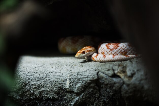 Serpente di mais su una roccia.