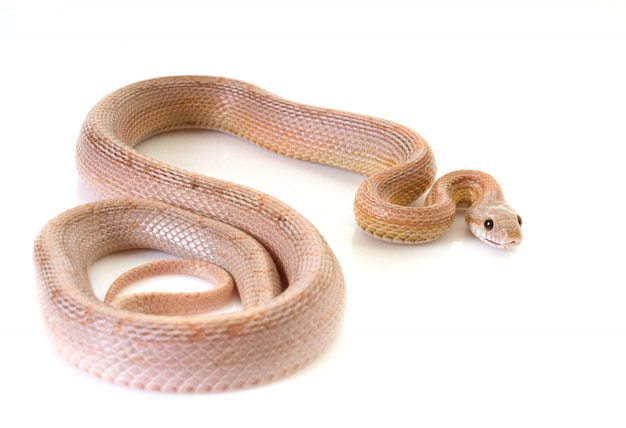 corn snake in studio