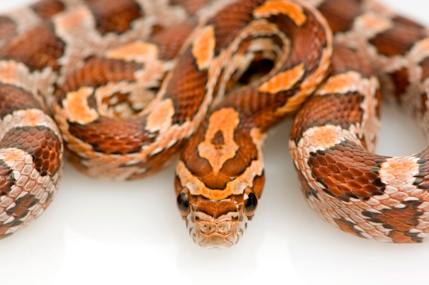 Corn Snake on white