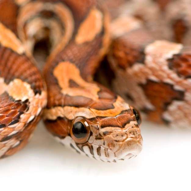 Corn Snake on white