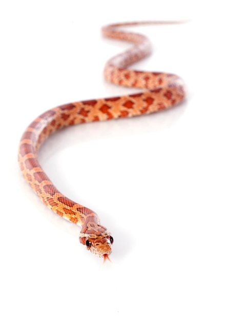 corn snake