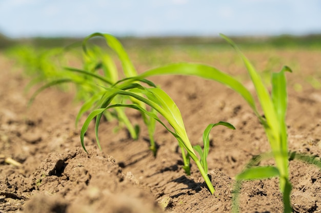 Corn sprout grow in soil Corn sprout close up