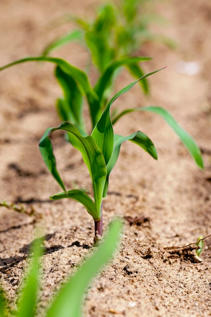 Corn sprout