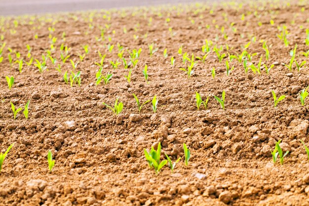 Corn sprouts