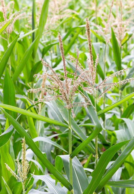 Photo corn stalk blossom