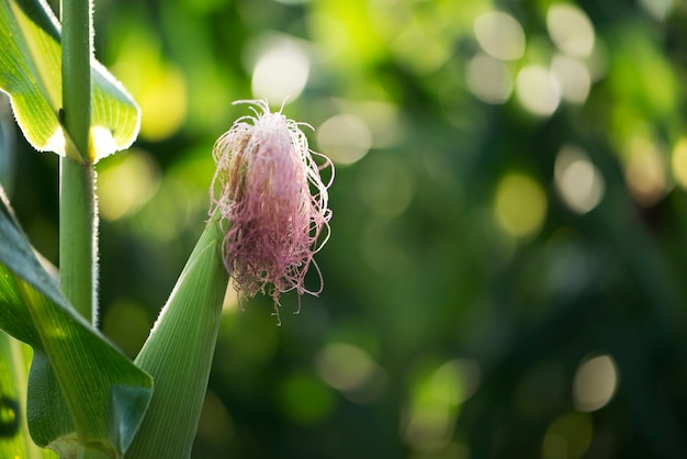 Corn stalk and cornfield in the background