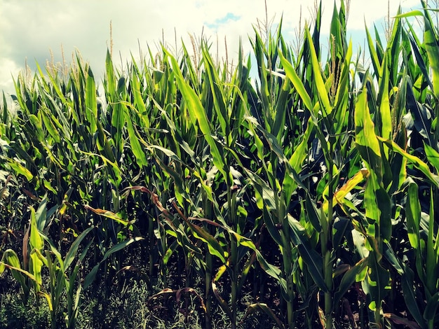 Corn on the stalk in the field Corn field with plants Flowering and fruiting corn Agriculture