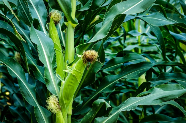 Corn on the stalk