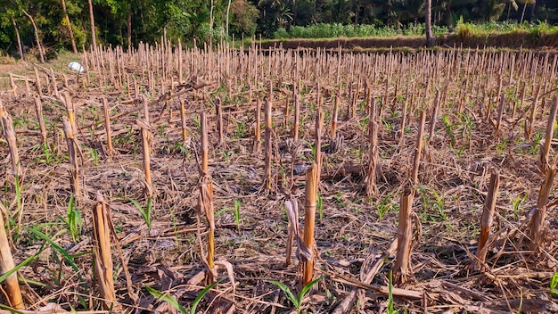 corn stalks in the field