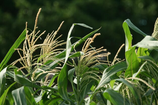 Corn staminate flowers as panicles