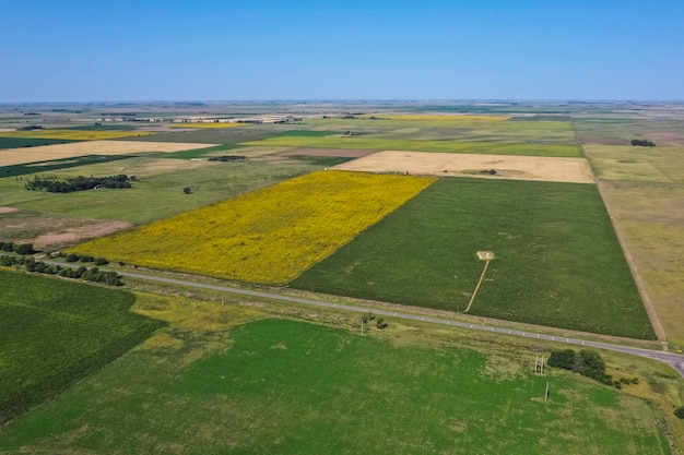 Corn and sunflower cultivation Buenos Aires Province Argentina